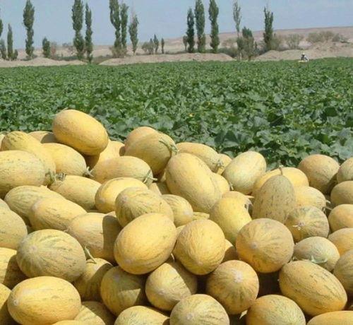 吃货恶作剧哈密瓜,哈密瓜大变身，甜蜜陷阱等你来尝