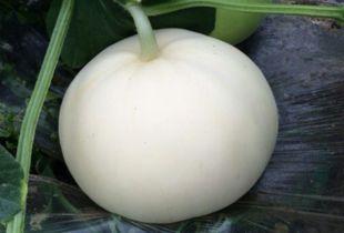 喝咖啡可以吃梨瓜吗,咖啡与梨瓜的完美搭配探索